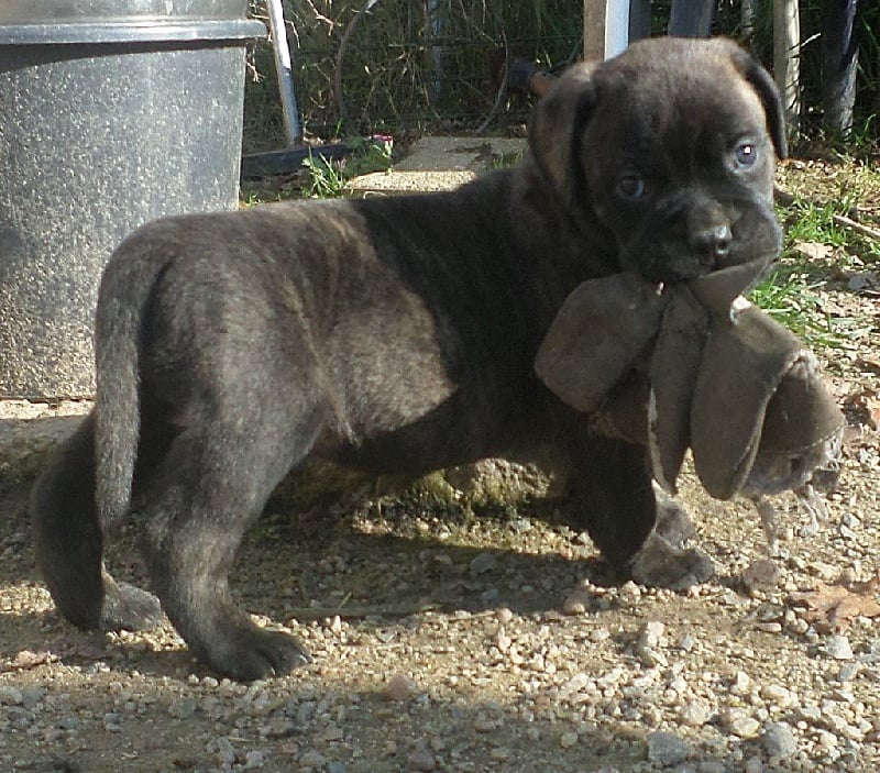 Mighty Mate's - Chiots disponibles - Bullmastiff