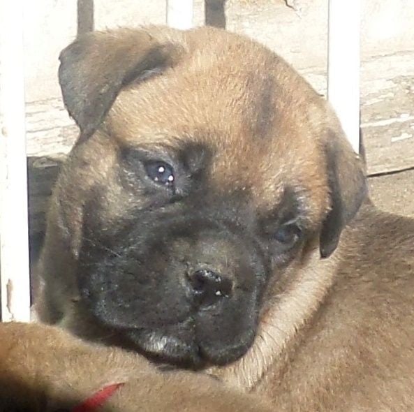 Mighty Mate's - Chiots disponibles - Bullmastiff