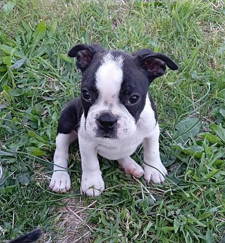 Mighty Mate's - Chiots disponibles - Boston Terrier