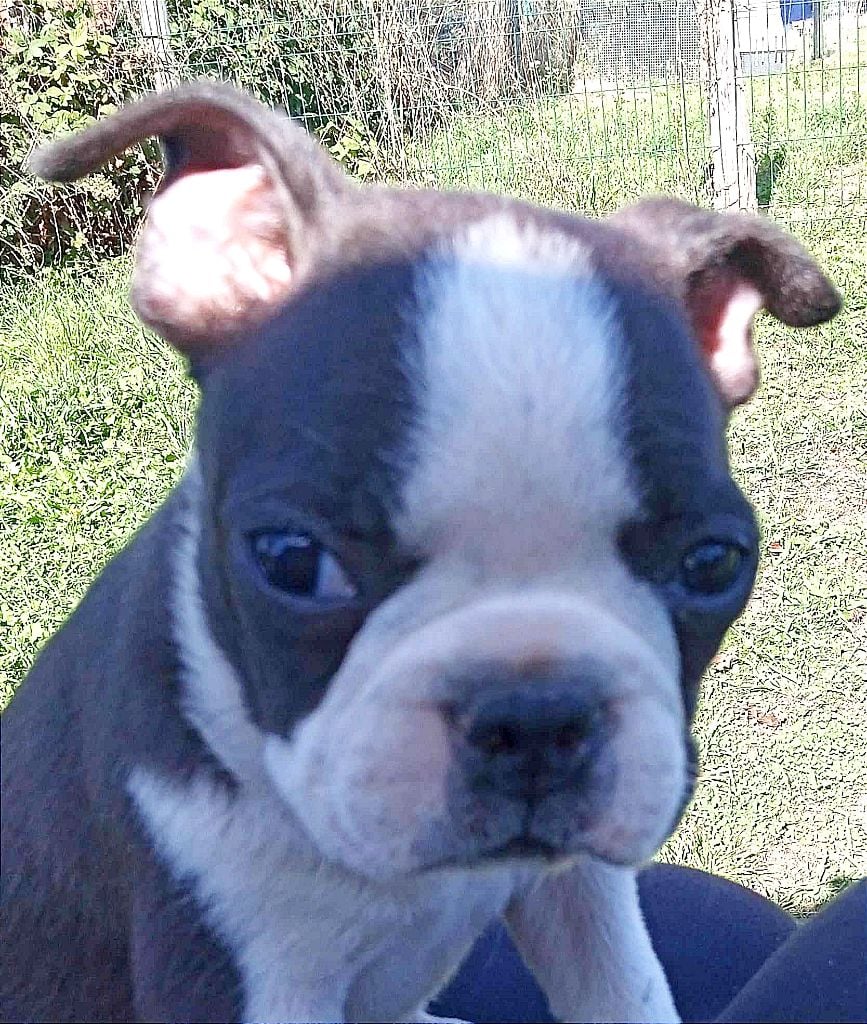 Mighty Mate's - Chiots disponibles - Boston Terrier