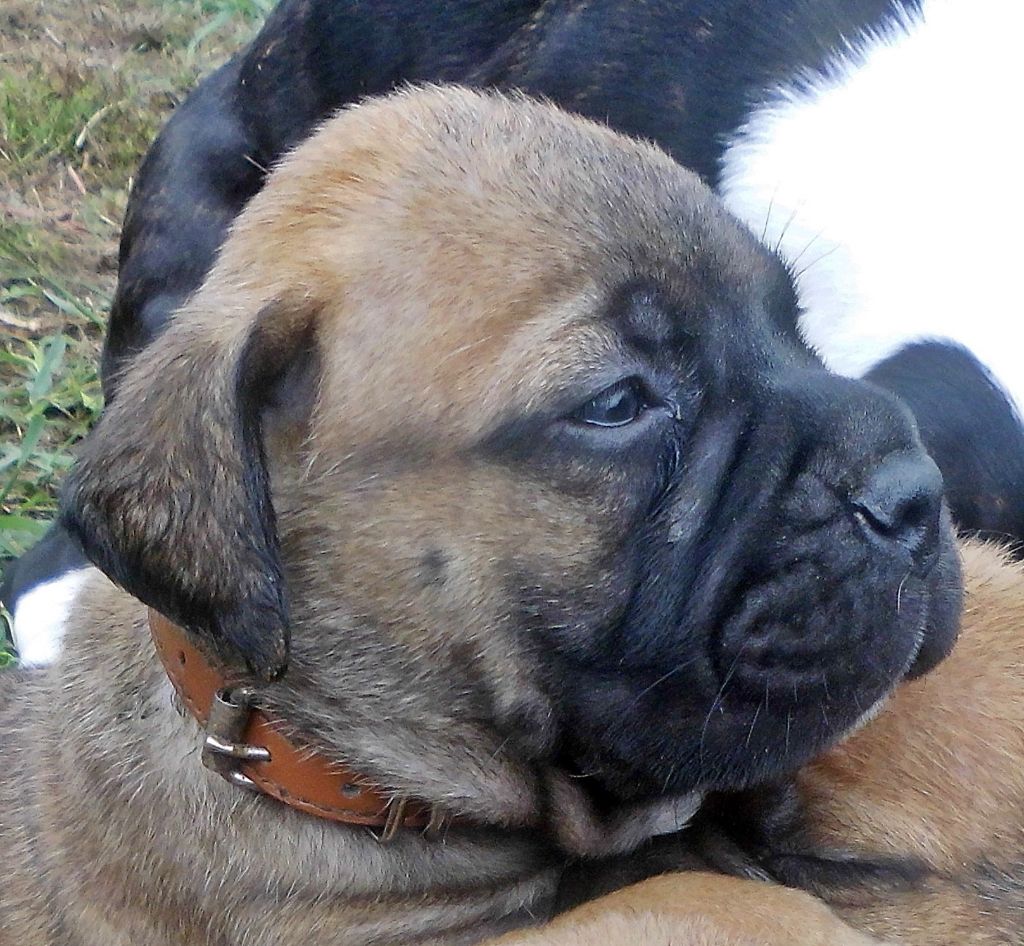 Mighty Mate's - Chiots disponibles - Bullmastiff