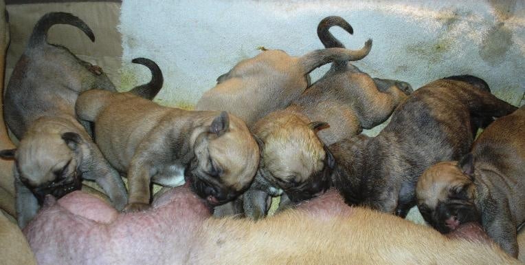 Mighty Mate's - Bullmastiff - Portée née le 10/01/2012