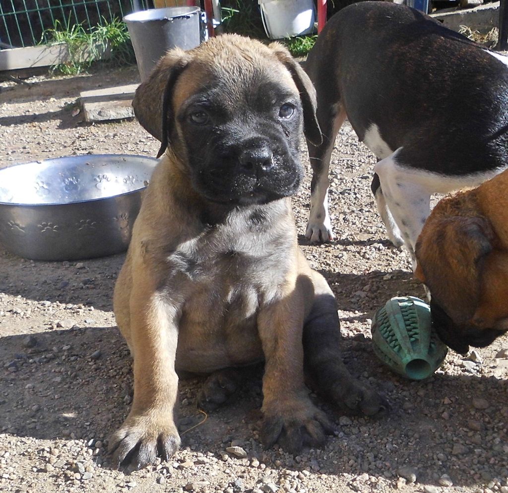 Mighty Mate's - Chiots disponibles - Bullmastiff