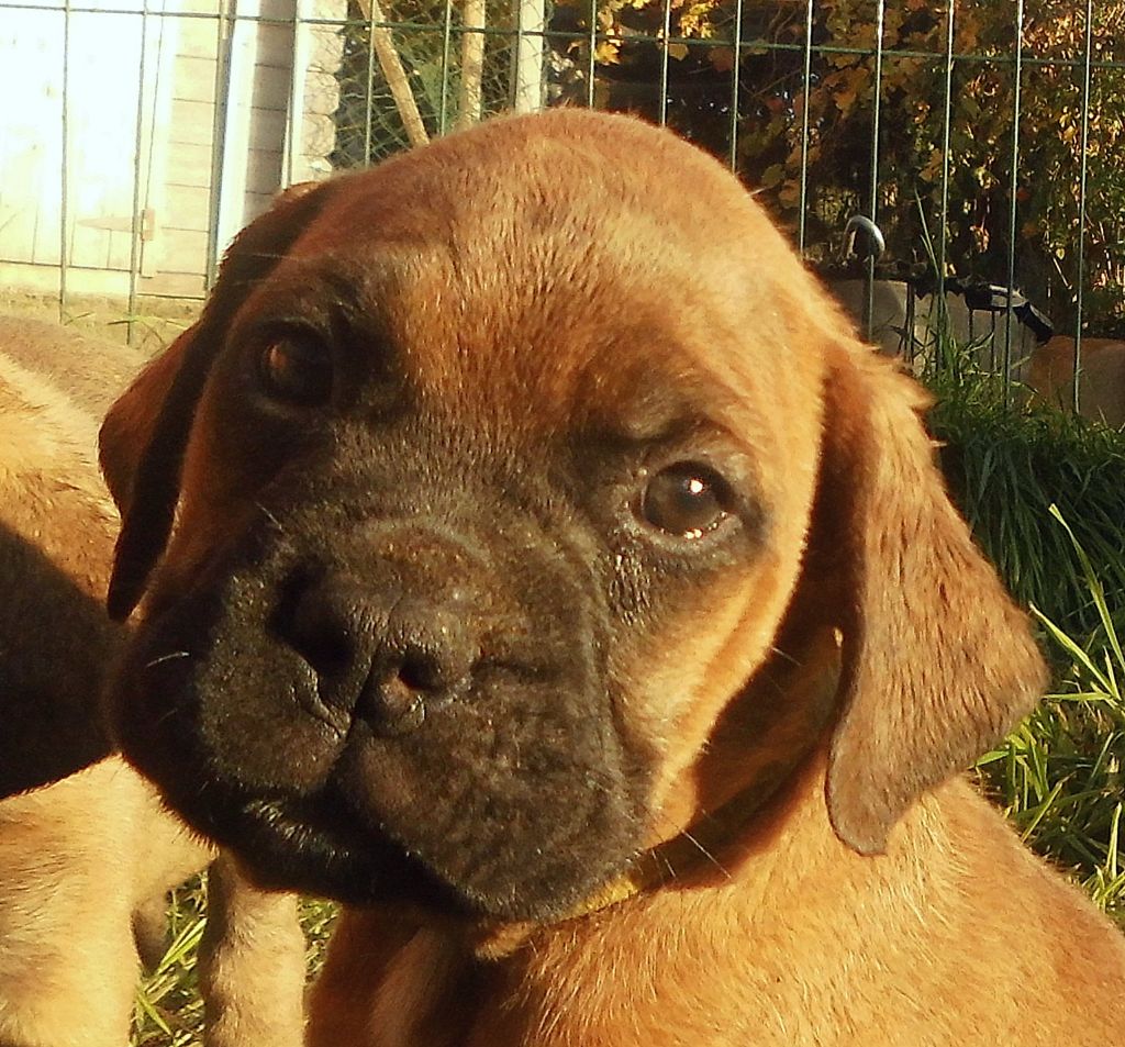 Mighty Mate's - Chiots disponibles - Bullmastiff