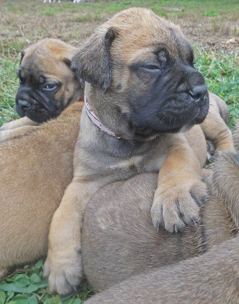 Mighty Mate's - Chiots disponibles - Bullmastiff