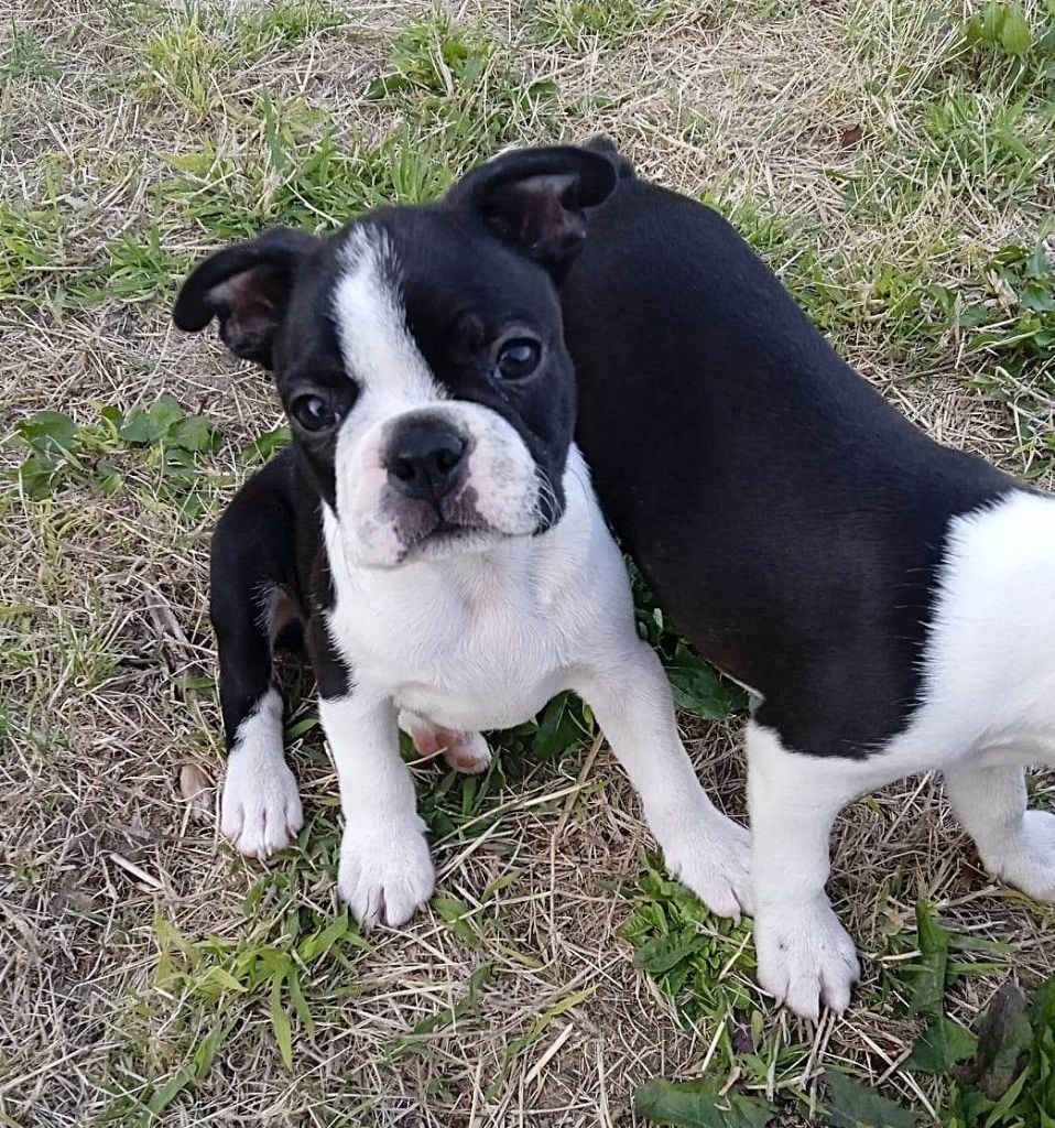 Mighty Mate's - Chiots disponibles - Boston Terrier