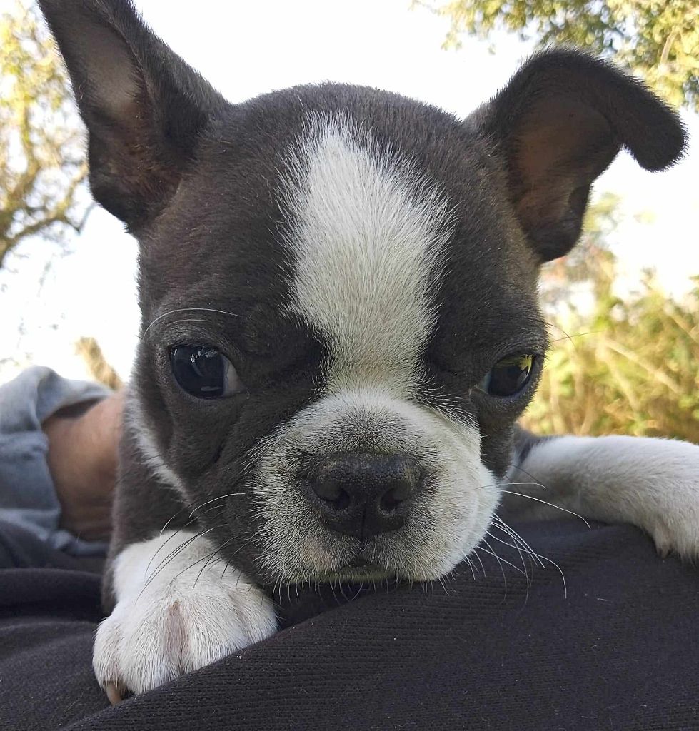 Mighty Mate's - Chiots disponibles - Boston Terrier