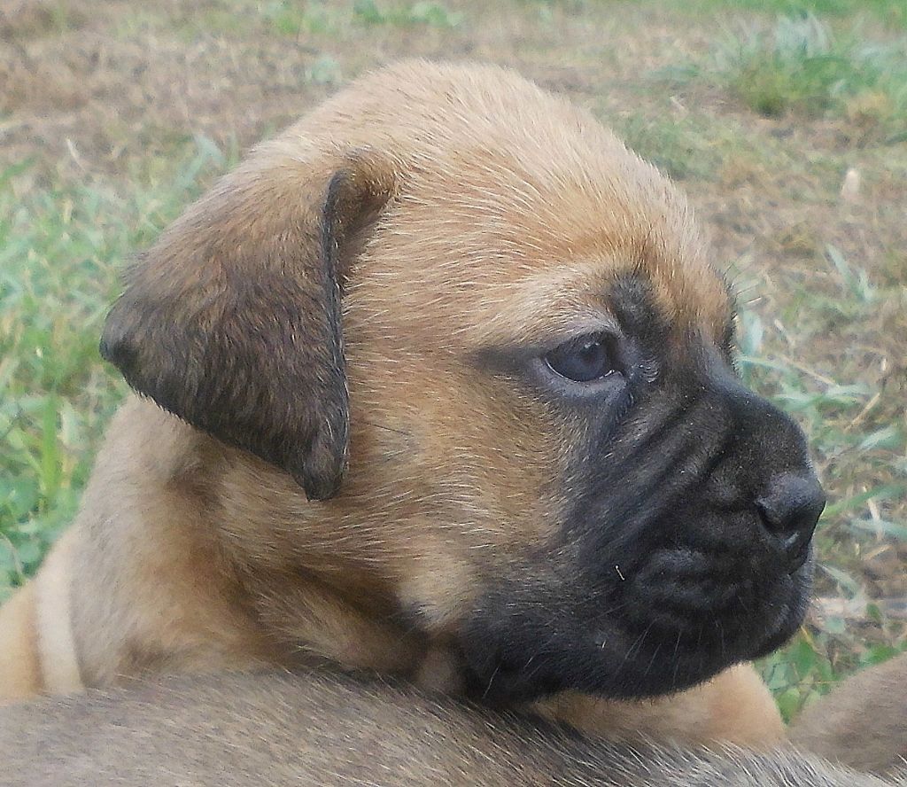 Mighty Mate's - Chiots disponibles - Bullmastiff