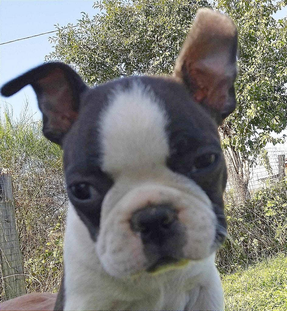 Mighty Mate's - Boston Terrier - Portée née le 10/08/2023