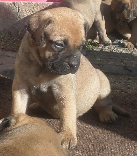 Mighty Mate's - Chiots disponibles - Bullmastiff