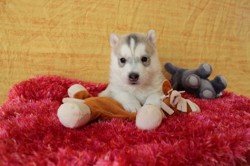 Koira Valkea des Lumi - Siberian Husky - Portée née le 24/10/2015