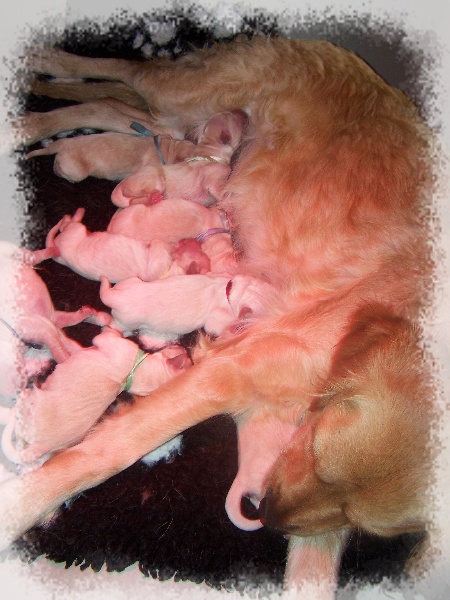 Chiot Golden Retriever de l'Odyssée Blanche