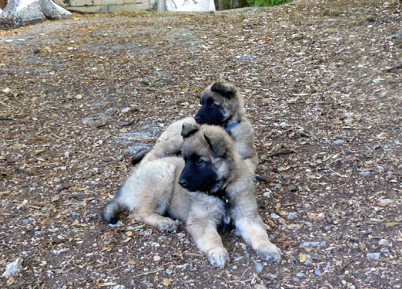 Chiot Berger Belge du Côté de chez Cyan