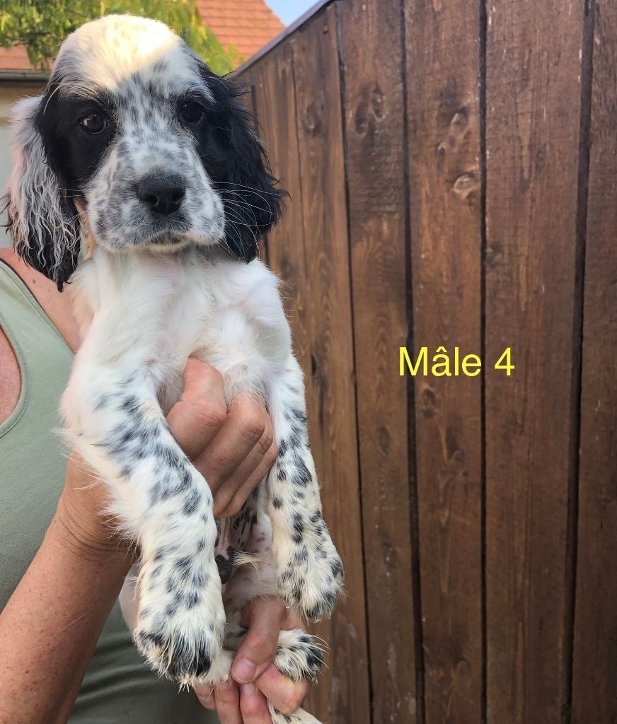 du clos de la Baudeliere - Chiots disponibles - Setter Anglais