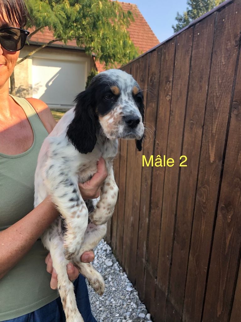 du clos de la Baudeliere - Chiots disponibles - Setter Anglais