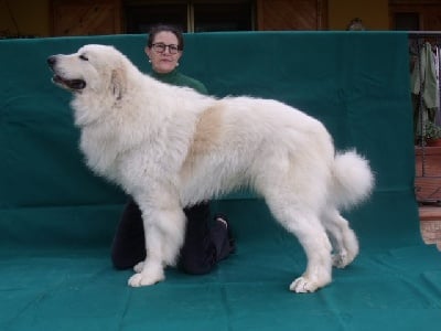 de la belletière - Chiots attendue début février 2014