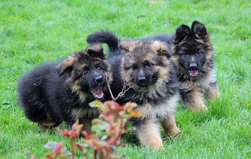 Chiot Berger Allemand du domaine de l'AA