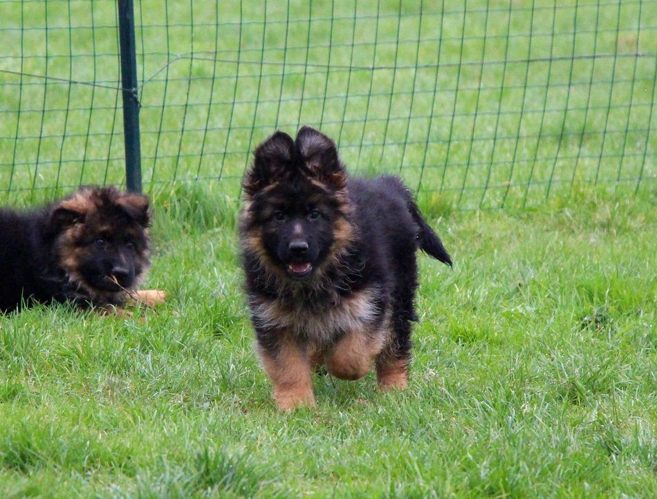 du domaine de l'AA - Chiots disponibles - Berger Allemand