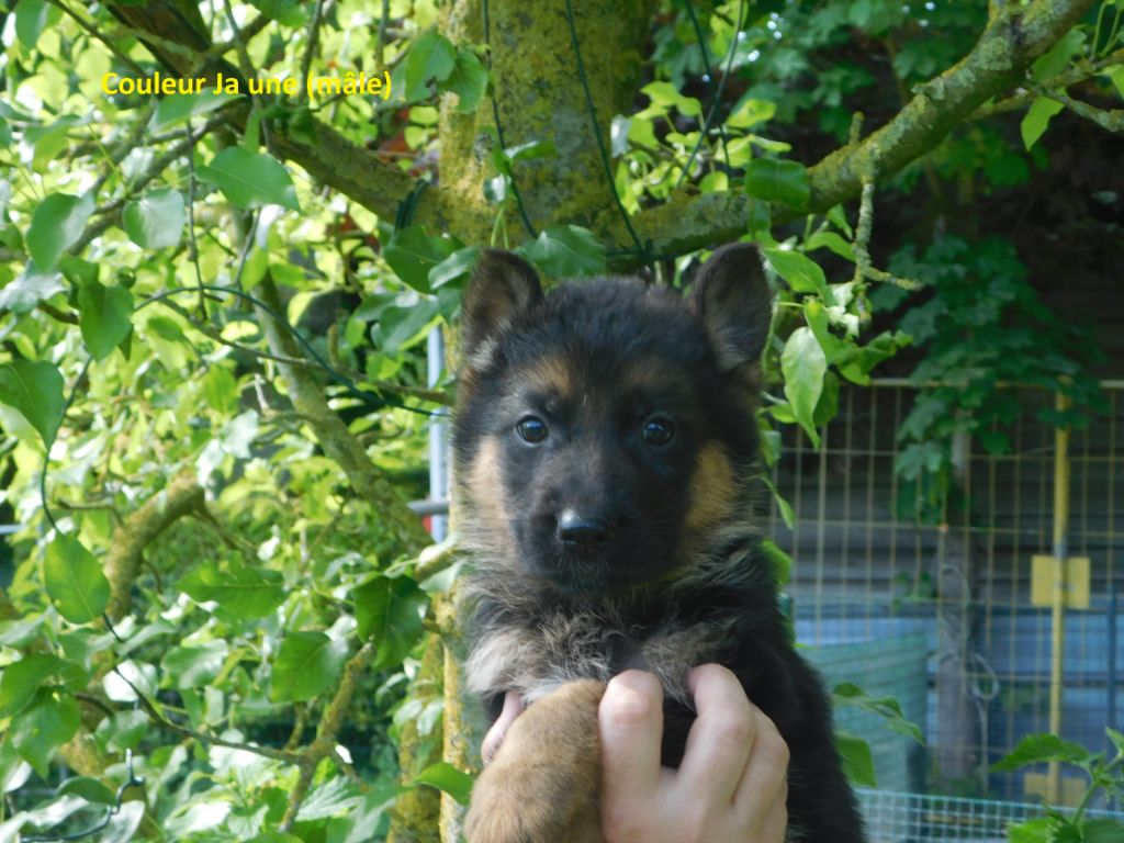 du domaine de l'AA - Chiots disponibles - Berger Allemand