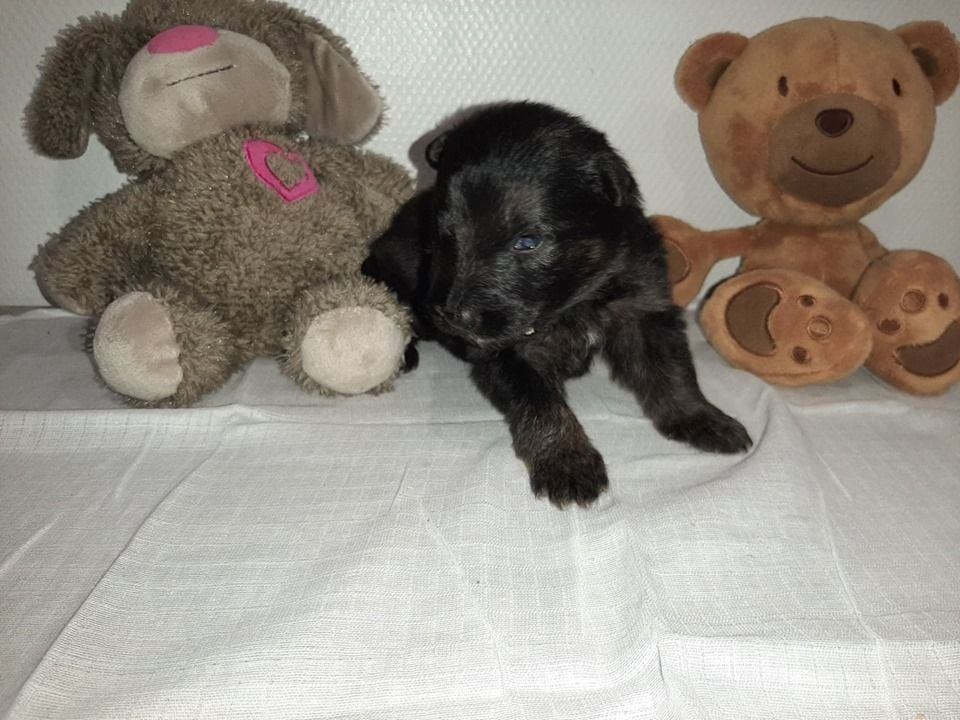 du domaine de l'AA - Chiots disponibles - Berger Allemand