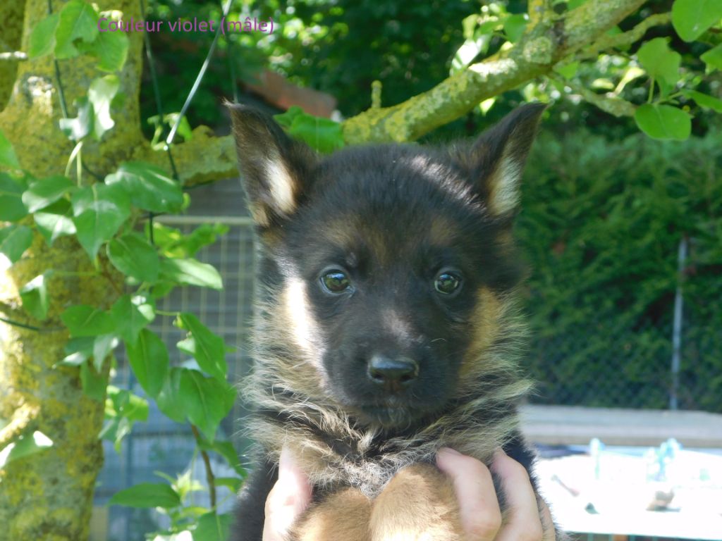 du domaine de l'AA - Chiots disponibles - Berger Allemand