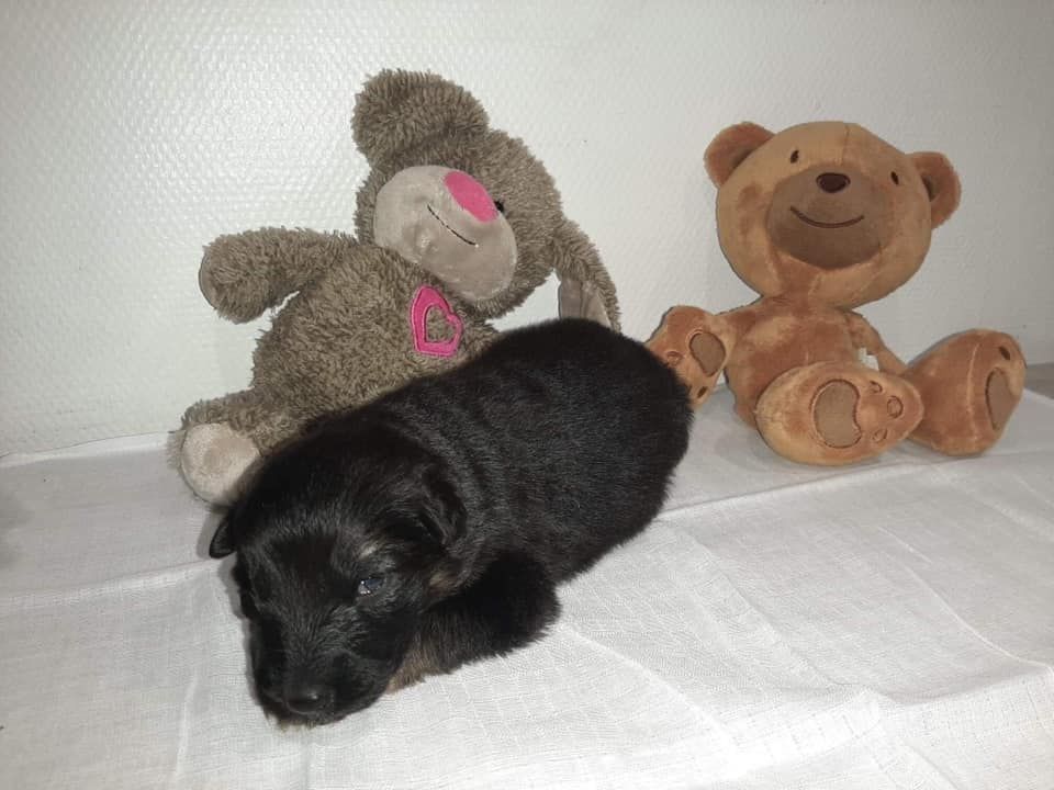 du domaine de l'AA - Chiots disponibles - Berger Allemand