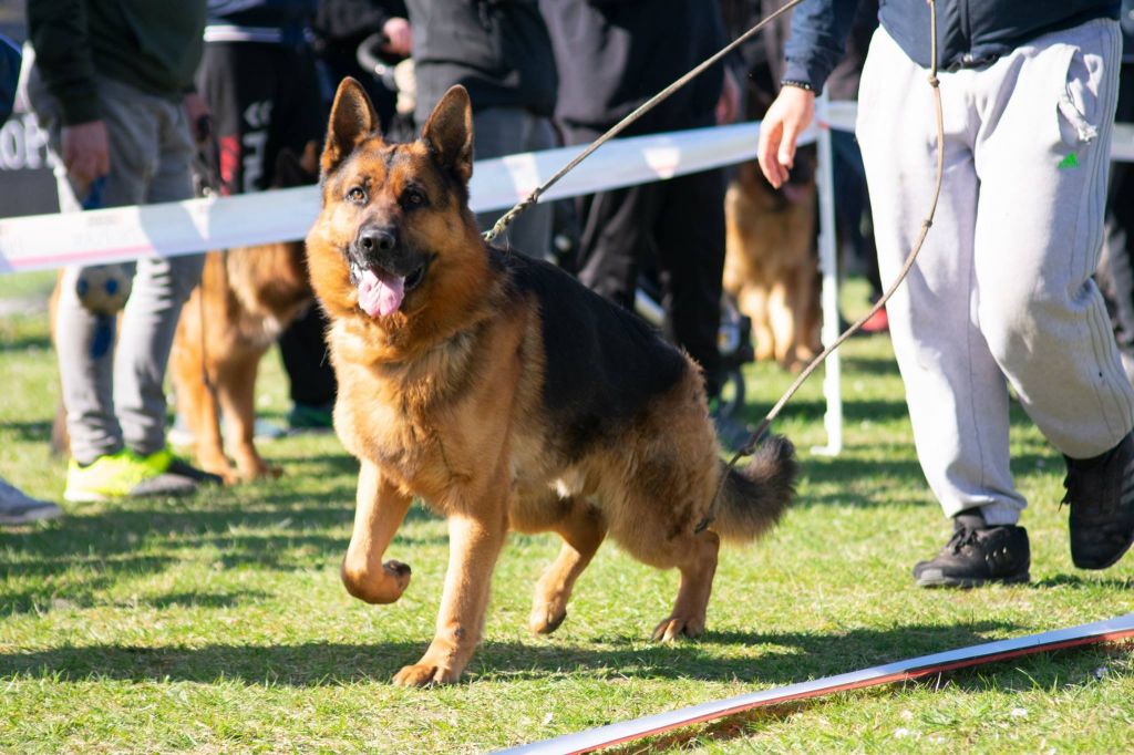 Chiot Berger Allemand du domaine de l'AA