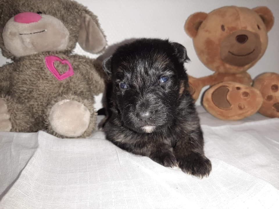 du domaine de l'AA - Chiots disponibles - Berger Allemand