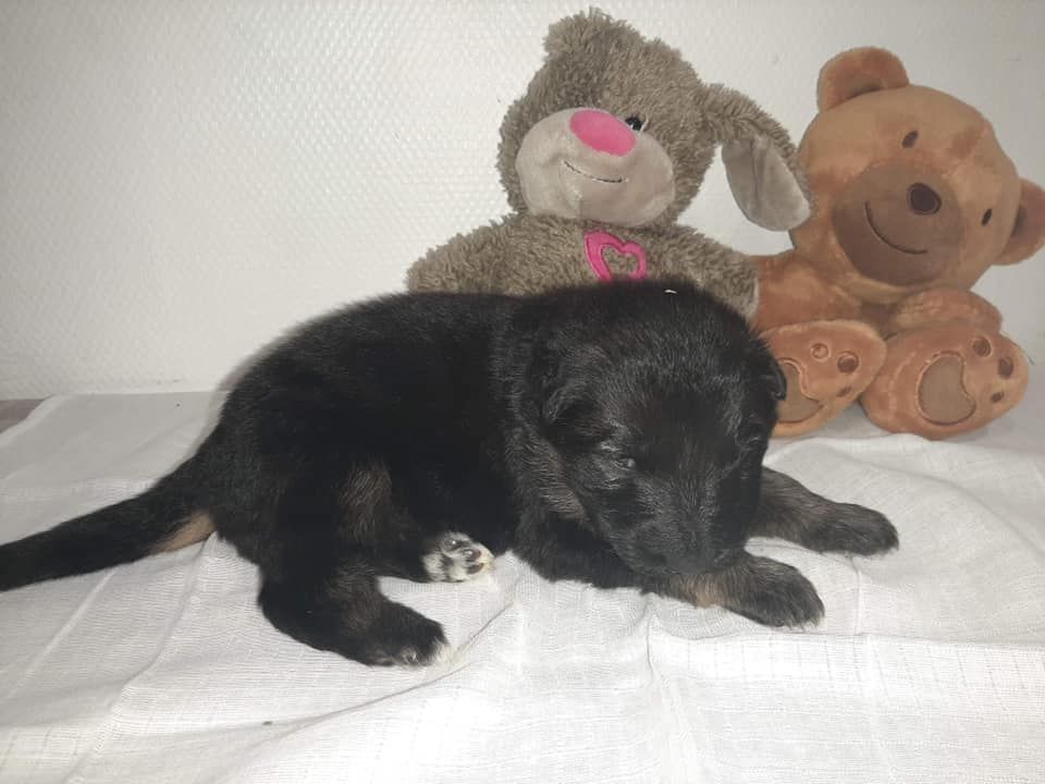 du domaine de l'AA - Chiots disponibles - Berger Allemand