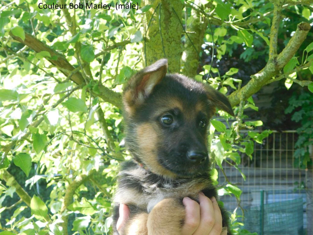 du domaine de l'AA - Chiots disponibles - Berger Allemand