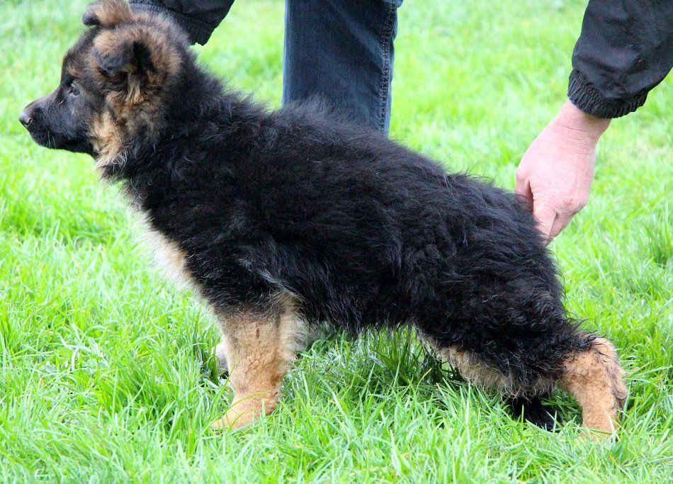 du domaine de l'AA - Chiots disponibles - Berger Allemand