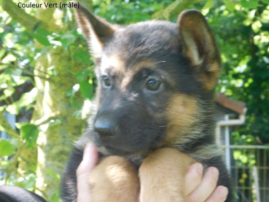 du domaine de l'AA - Chiots disponibles - Berger Allemand