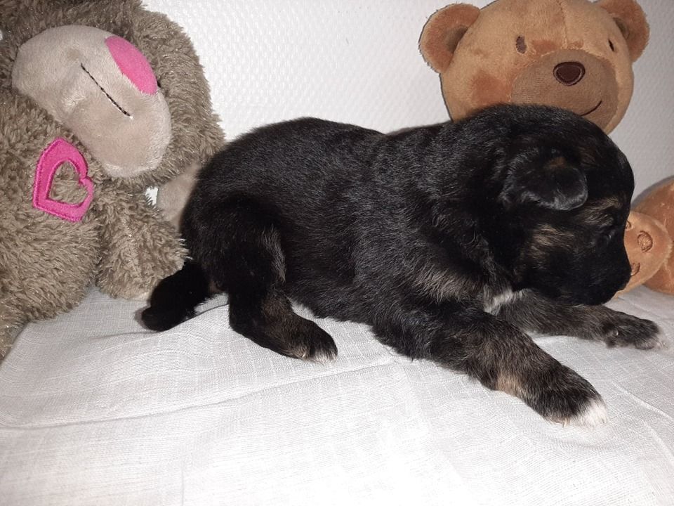 du domaine de l'AA - Chiots disponibles - Berger Allemand