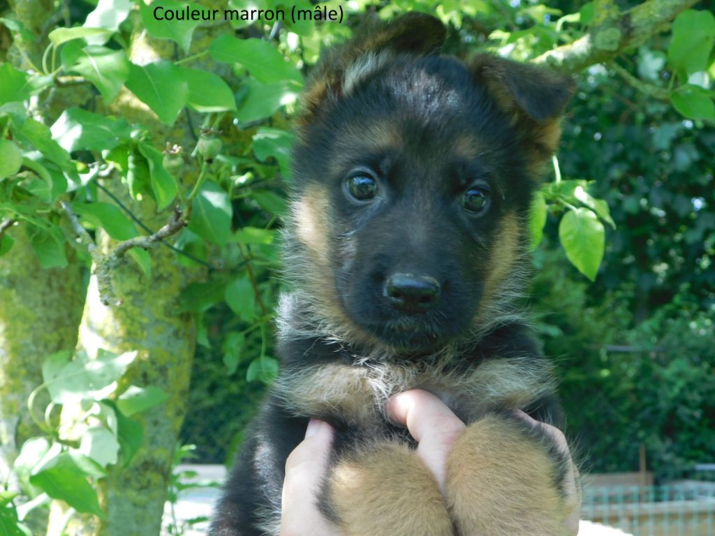 du domaine de l'AA - Chiots disponibles - Berger Allemand