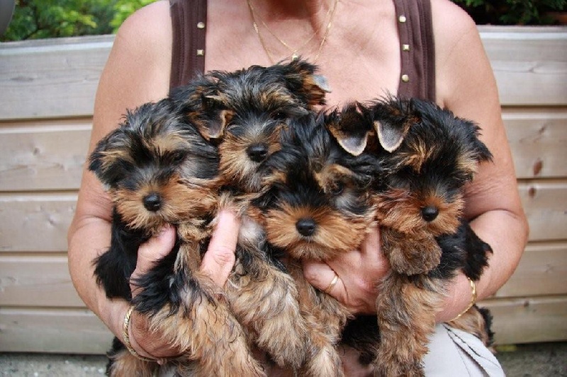 du Clos De Mahaut - Yorkshire Terrier - Portée née le 27/05/2008