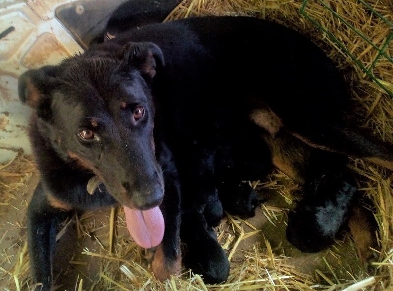 des Marais de Saint-Gratien - Chiots: Loubard a nouveau papa!