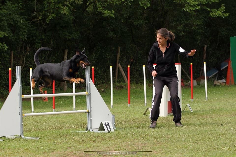 des Marais de Saint-Gratien - Agility: Hawaii 3ème au Jumping +!