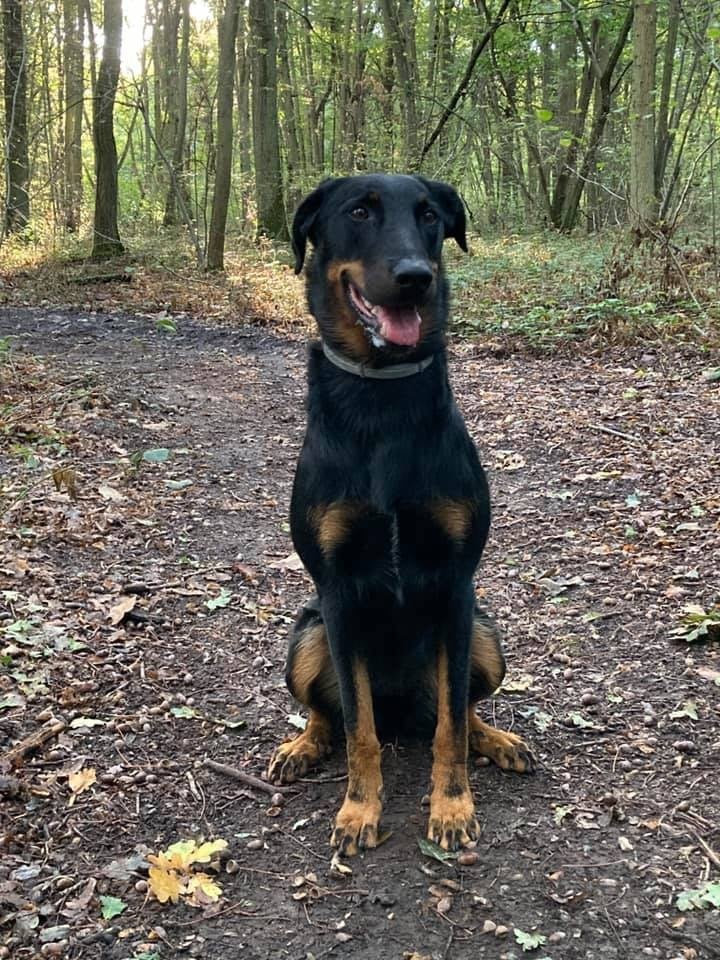 des Marais de Saint-Gratien - Ring: Nestie en Ring 1.