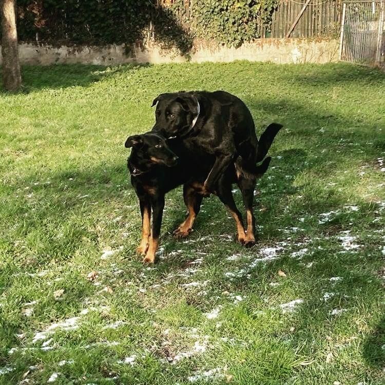 Chiots: mariage d'Honil et Gjera.