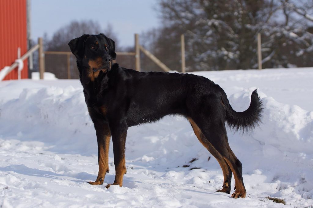 des Marais de Saint-Gratien - IPO/RCI: Leeloo brevetée!