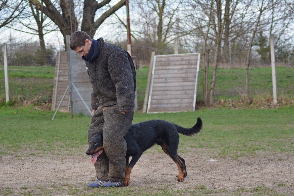 des Marais de Saint-Gratien - Ring: encore un Exellent pour Loubard!