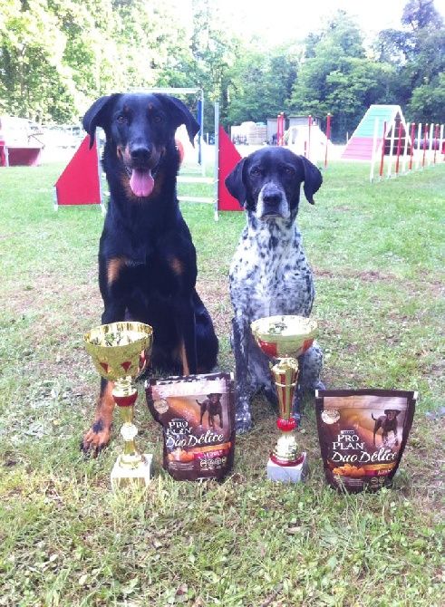 des Marais de Saint-Gratien - Agility: Hawaii au Sélectif d'Osny.