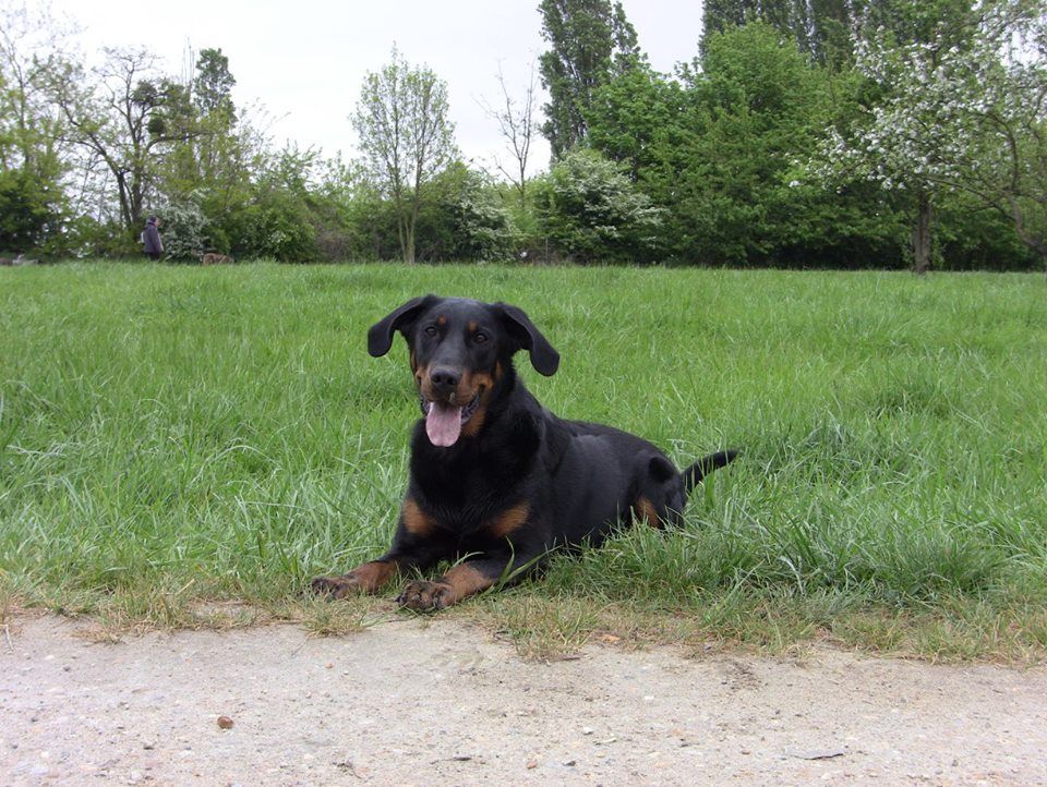 des Marais de Saint-Gratien - Nationale d'élevage: Laika cotation 2!