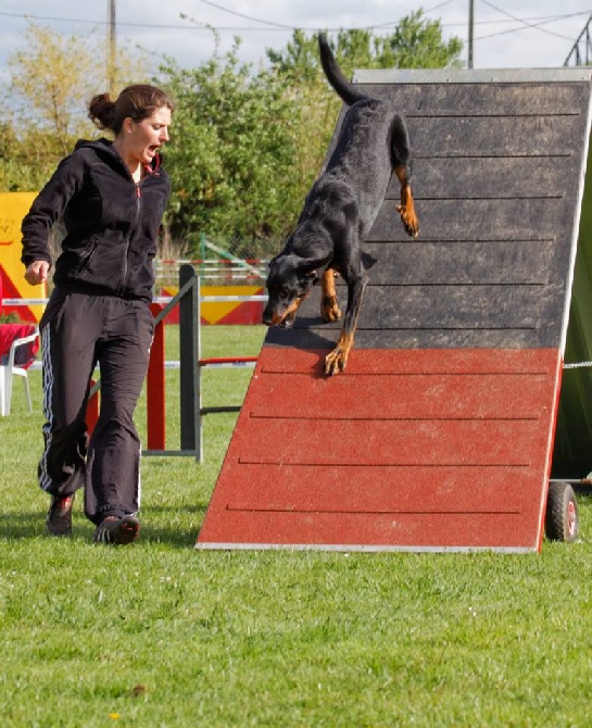 des Marais de Saint-Gratien - Agility: Hawaii en concours à l'Isle Adam