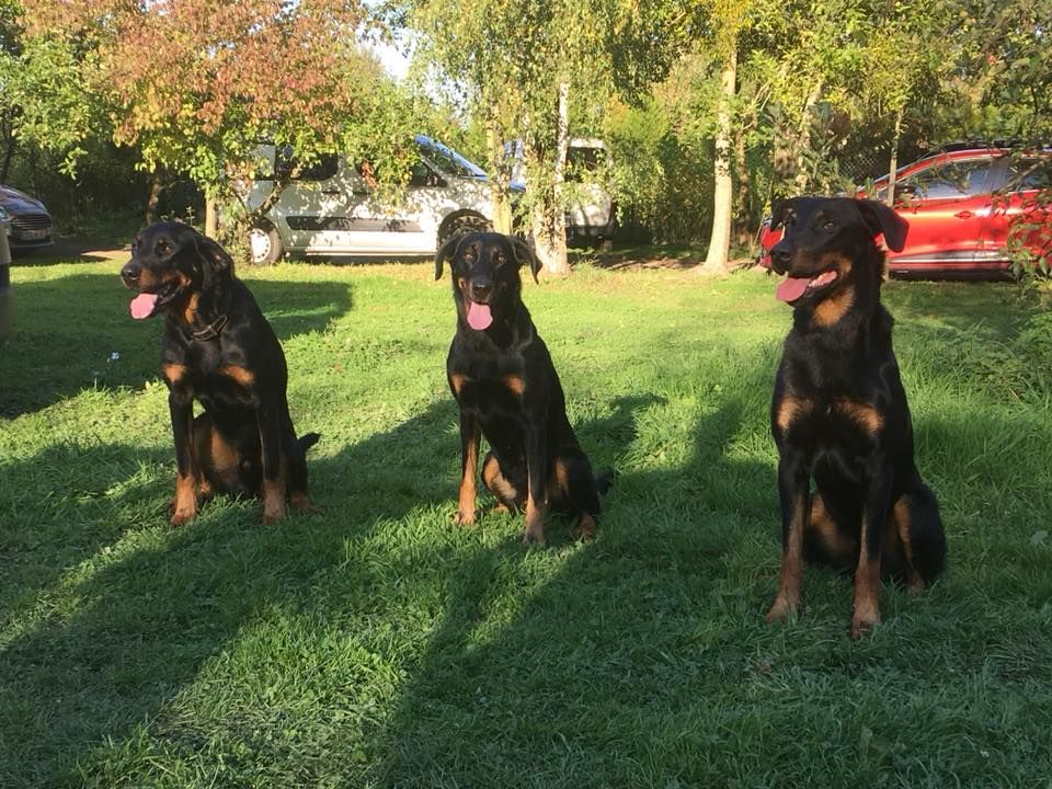 des Marais de Saint-Gratien - Ring: trio à l'inter-races!