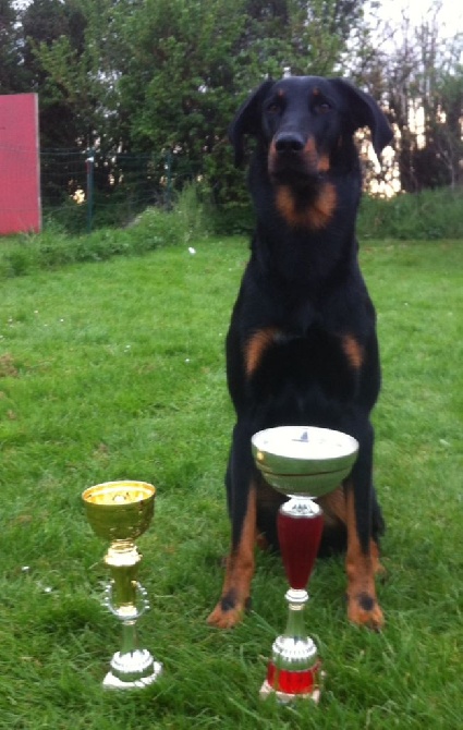 des Marais de Saint-Gratien - Agility: Hawaii en concours à Goussainville