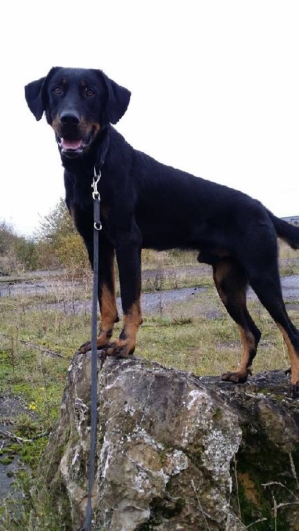 des Marais de Saint-Gratien - Utilisation: Alpha, chien de sécurité!