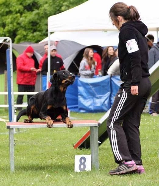 des Marais de Saint-Gratien - Agility: Hawaii en finale!