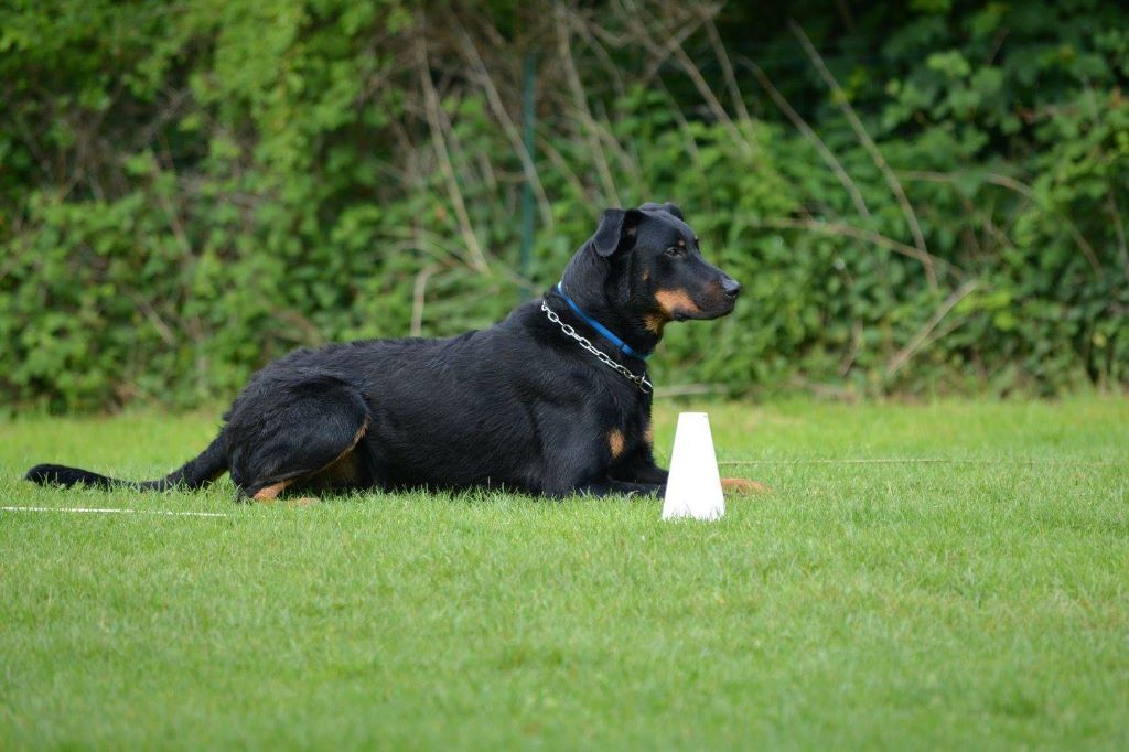 des Marais de Saint-Gratien - Obéissance: Helton en classe 2.