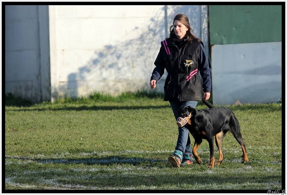 des Marais de Saint-Gratien - Ring: reprise en ring 2 pour Hawaii.